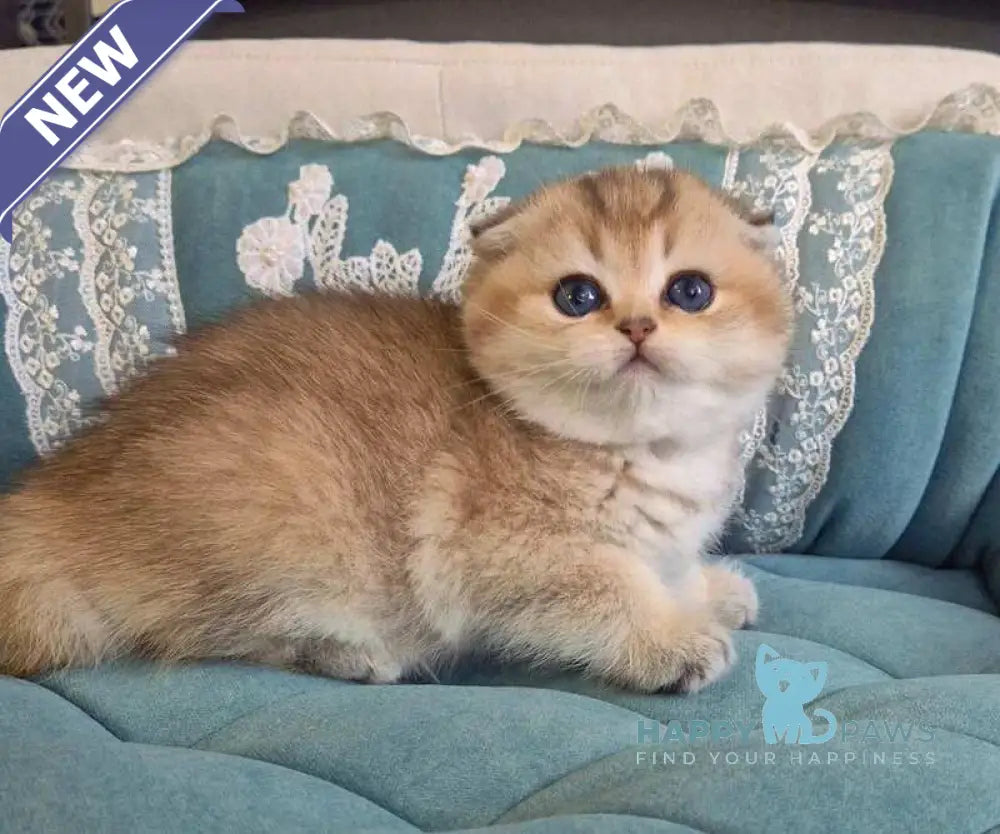 Mikkie Scottish Fold female black golden ticked tabby live animals