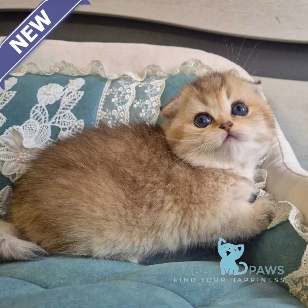 Mikkie Scottish Fold female black golden ticked tabby live animals