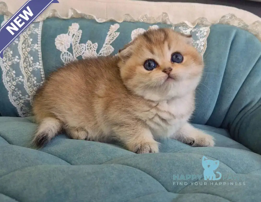 Mikkie Scottish Fold female black golden ticked tabby live animals