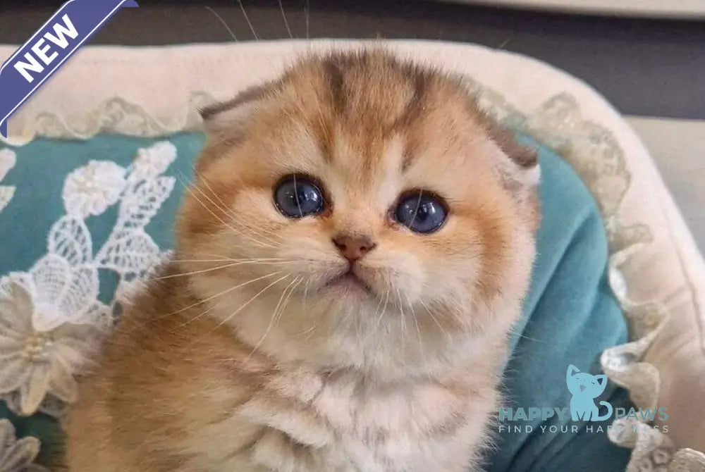 Mikkie Scottish Fold female black golden ticked tabby live animals