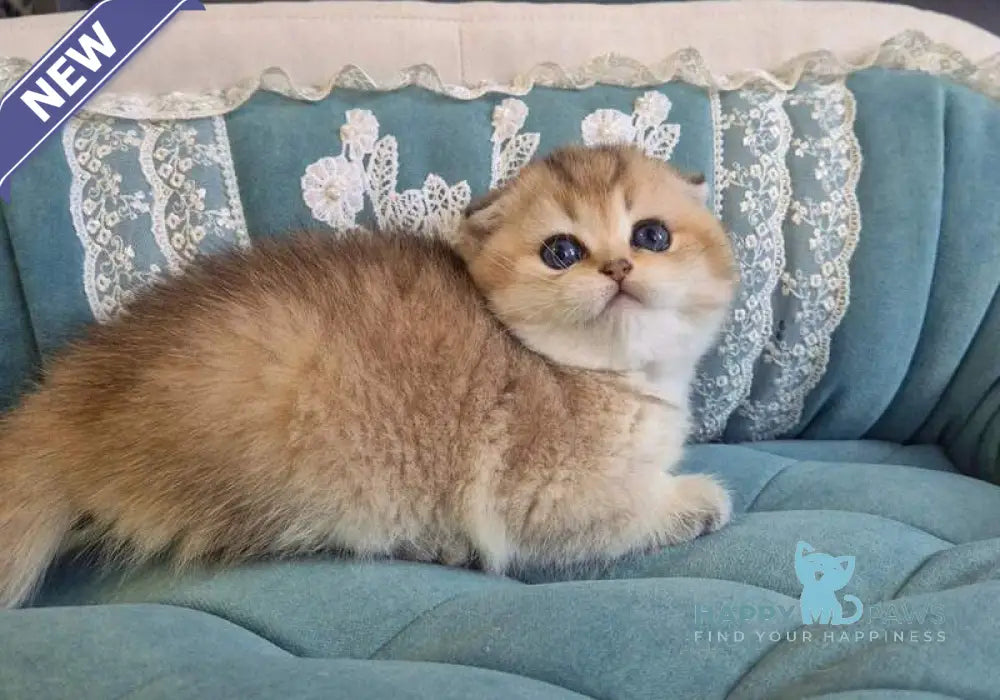 Mikkie Scottish Fold female black golden ticked tabby live animals