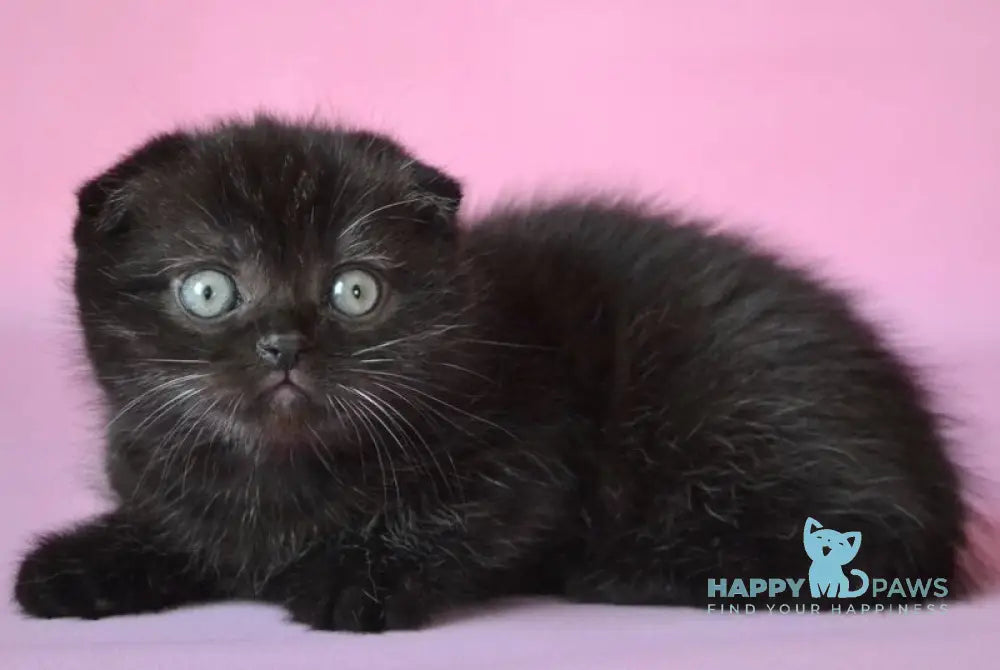 Mikola Scottish Fold male black live animals
