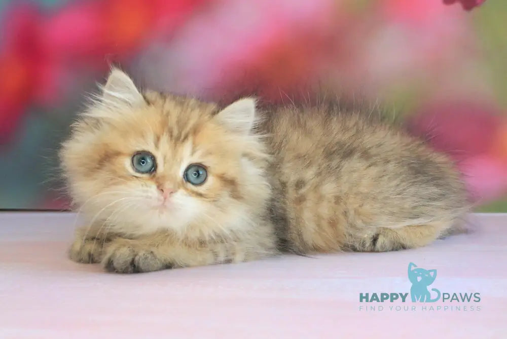 Mila British Longhair female black golden spotted tabby live animals