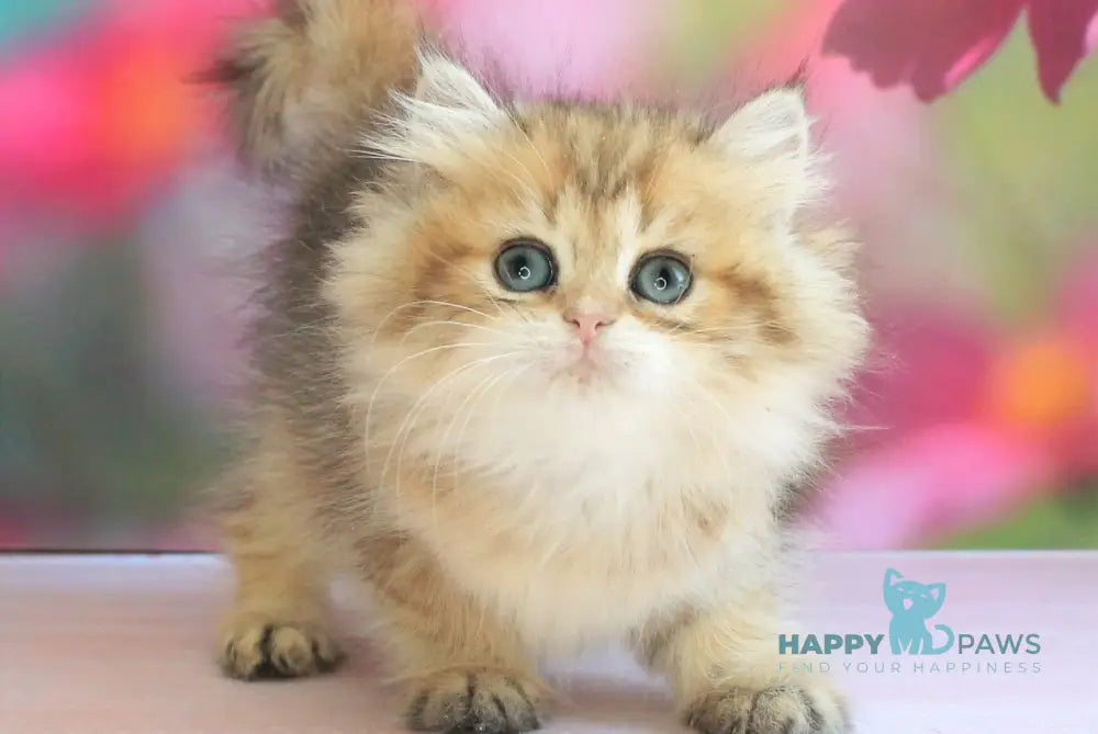 Mila British Longhair female black golden spotted tabby live animals