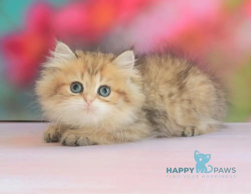 Mila British Longhair female black golden spotted tabby live animals
