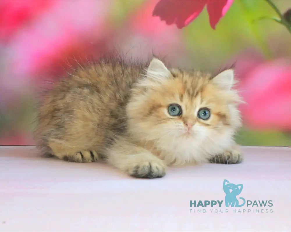 Mila British Longhair female black golden spotted tabby live animals