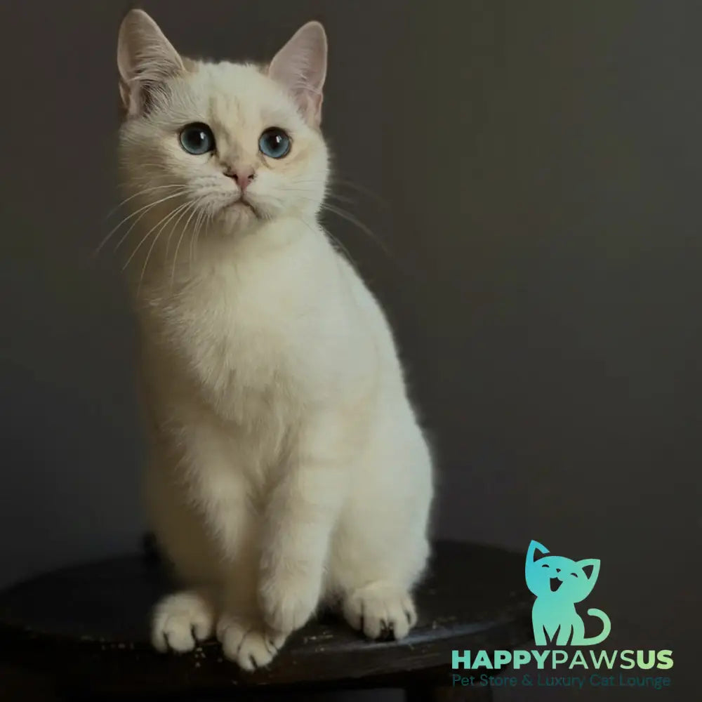 Mila British Shorthair female black golden shaded pointed