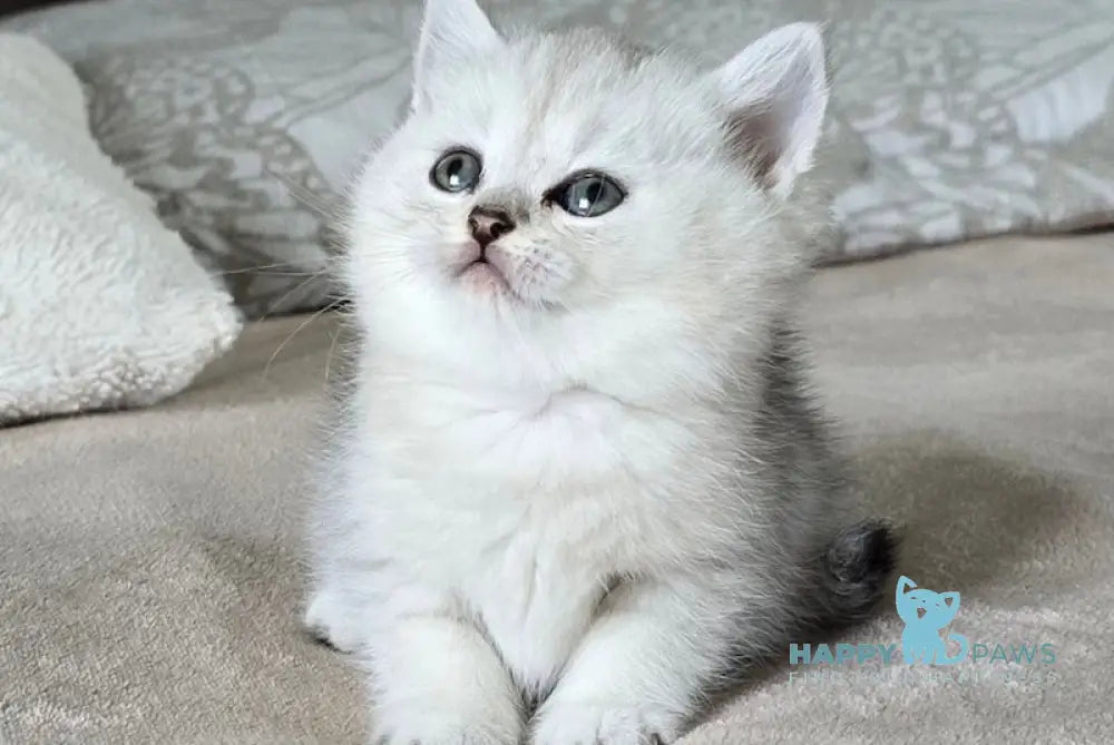 Mila British Shorthair female black silver spotted tabby live animals
