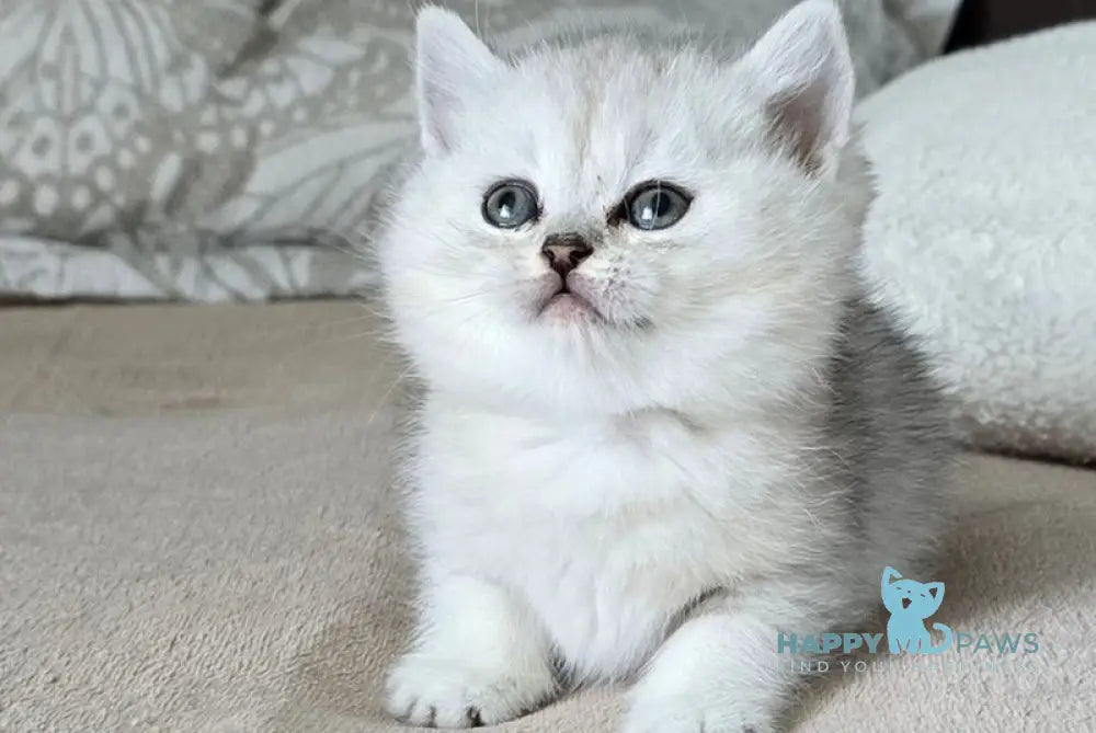 Mila British Shorthair female black silver spotted tabby live animals