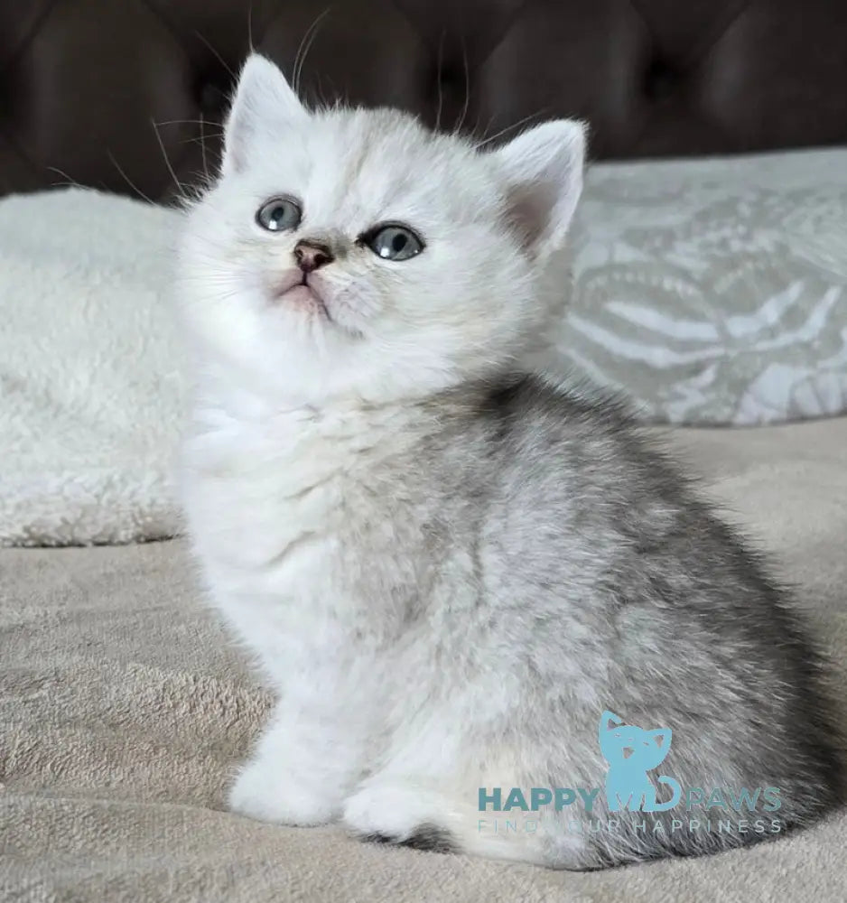 Mila British Shorthair female black silver spotted tabby live animals