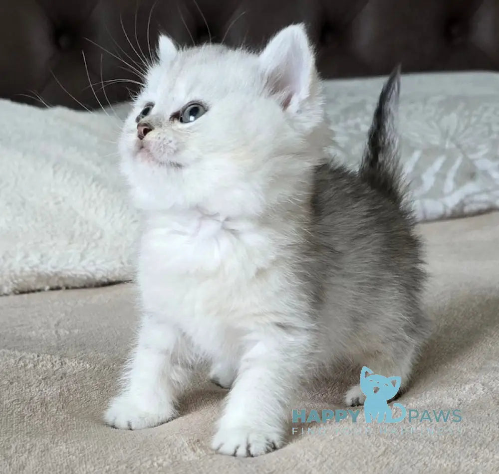 Mila British Shorthair female black silver spotted tabby live animals