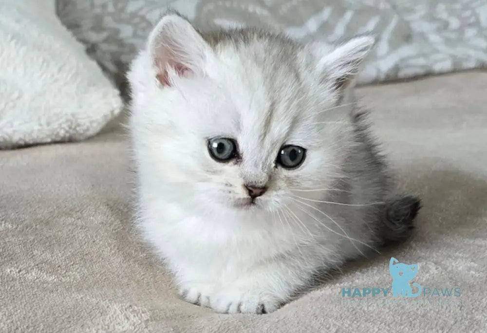 Mila British Shorthair female black silver spotted tabby live animals