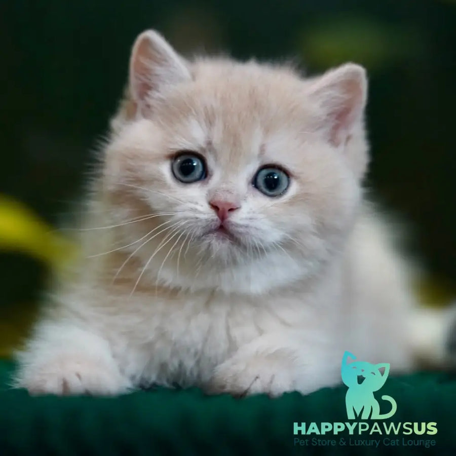 Mila British Shorthair female blue golden chinchilla - live animals
