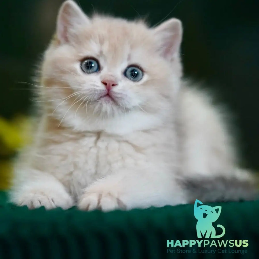 Mila British Shorthair female blue golden chinchilla - live animals