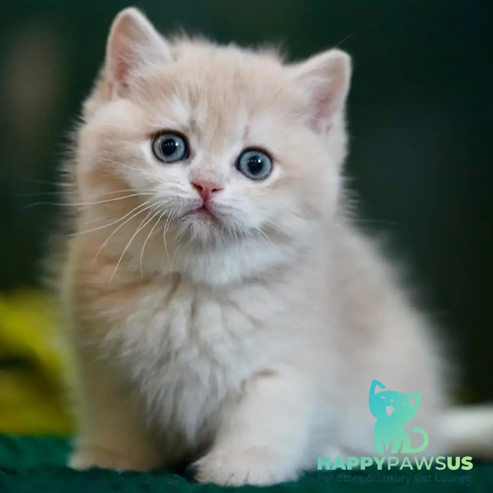 Mila British Shorthair female blue golden chinchilla - live animals
