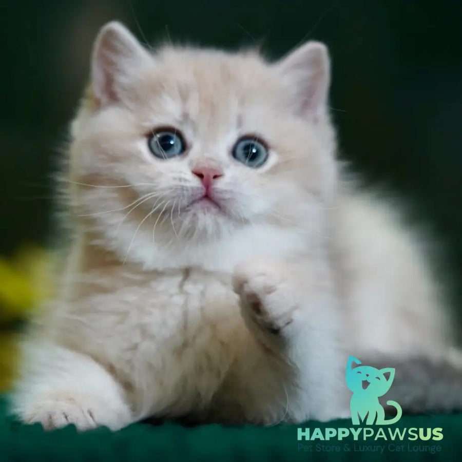 Mila British Shorthair female blue golden chinchilla - live animals