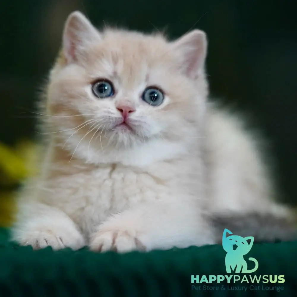 Mila British Shorthair female blue golden chinchilla - live animals