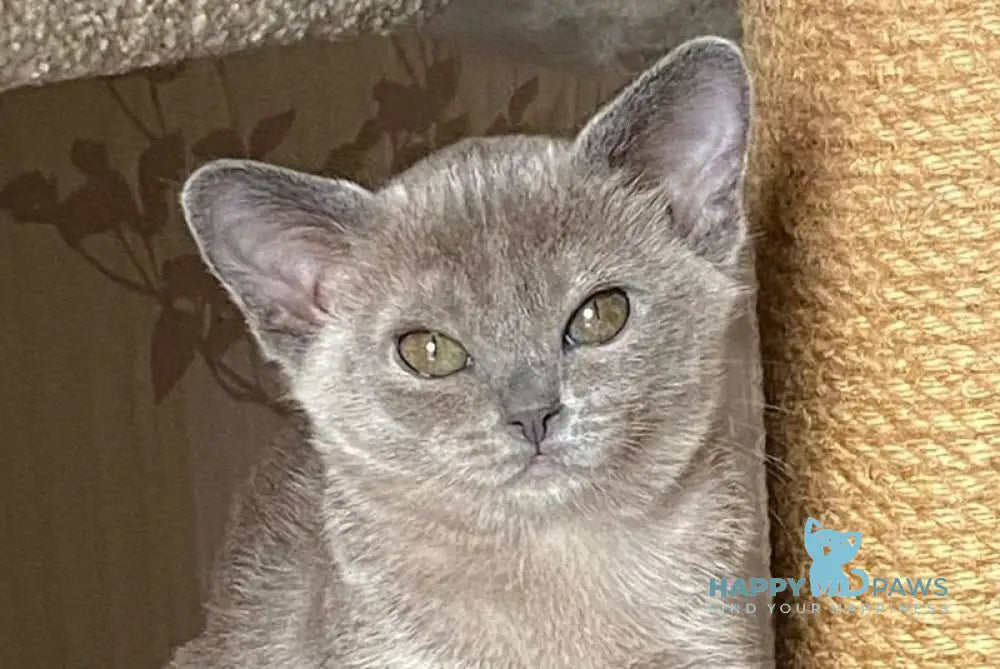 Mila Burmese female blue live animals