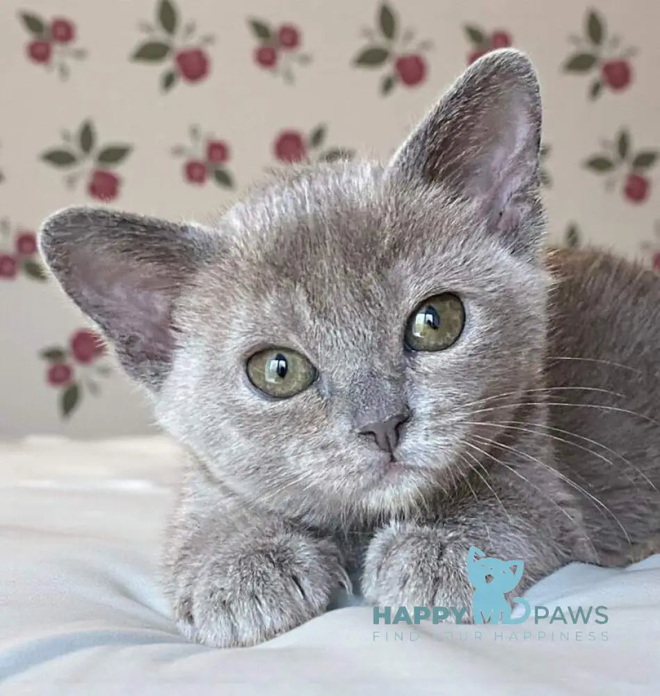 Mila Burmese female blue live animals