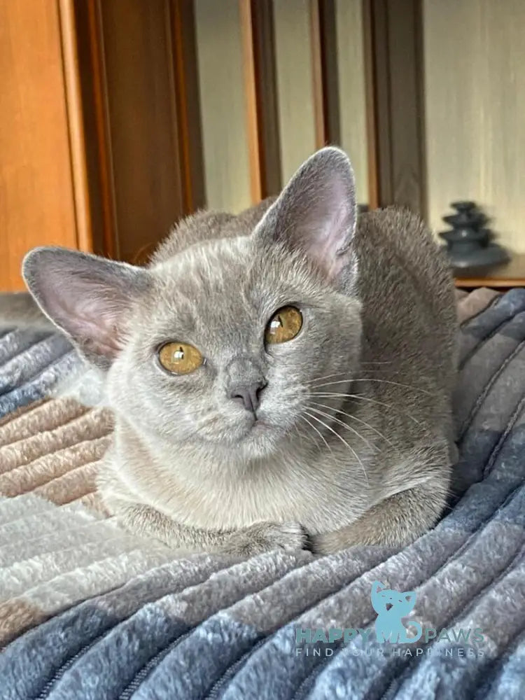 Mila Burmese female blue live animals