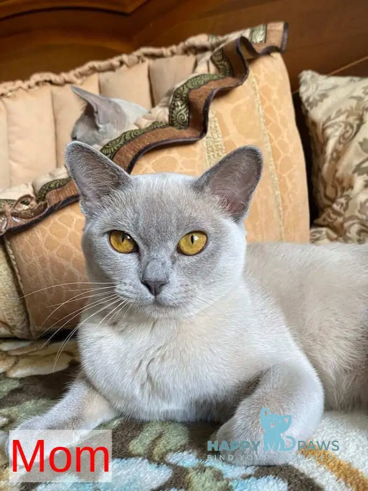 Mila Burmese female blue live animals