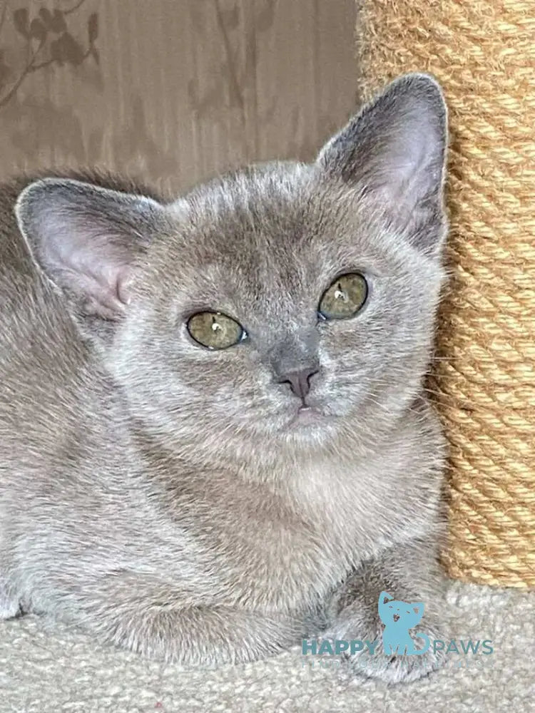 Mila Burmese female blue live animals