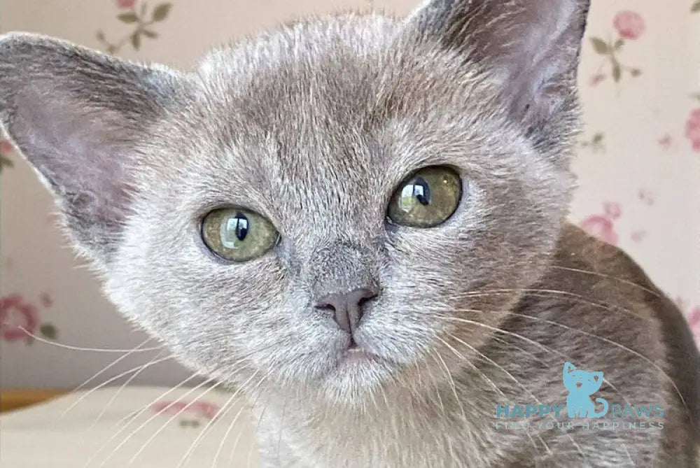 Mila Burmese female blue live animals