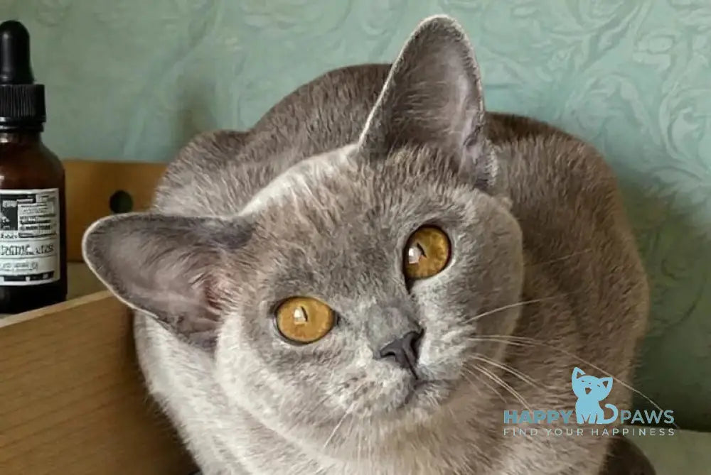 Mila Burmese female blue live animals