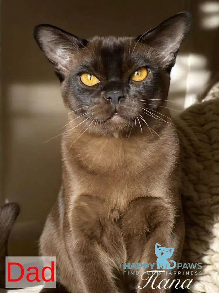 Mila Burmese female blue live animals