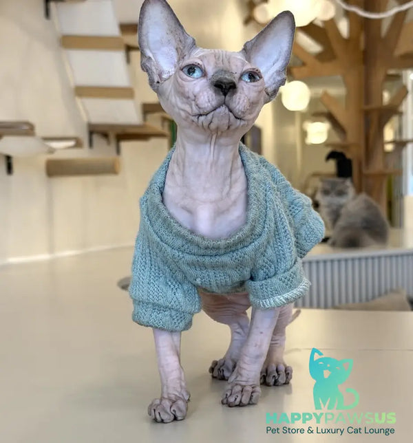 Mila Canadian Sphynx female blue pointed - live animals
