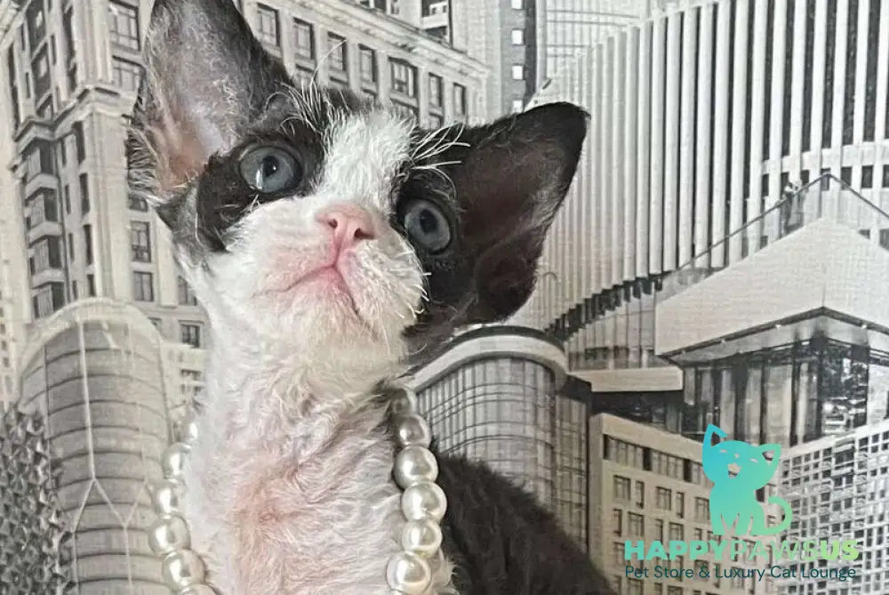 Mila Devon Rex female black bicolour - live animals