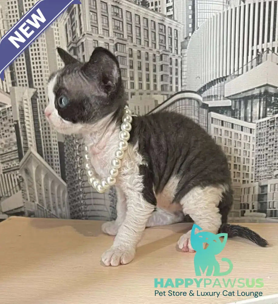 Mila Devon Rex female black bicolour - live animals