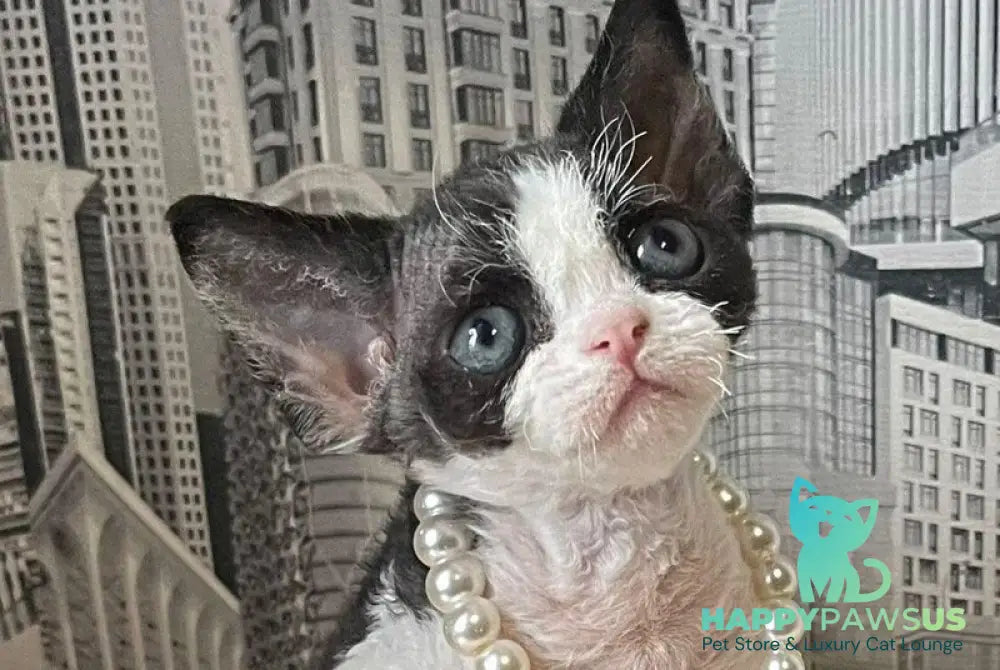 Mila Devon Rex female black bicolour - live animals