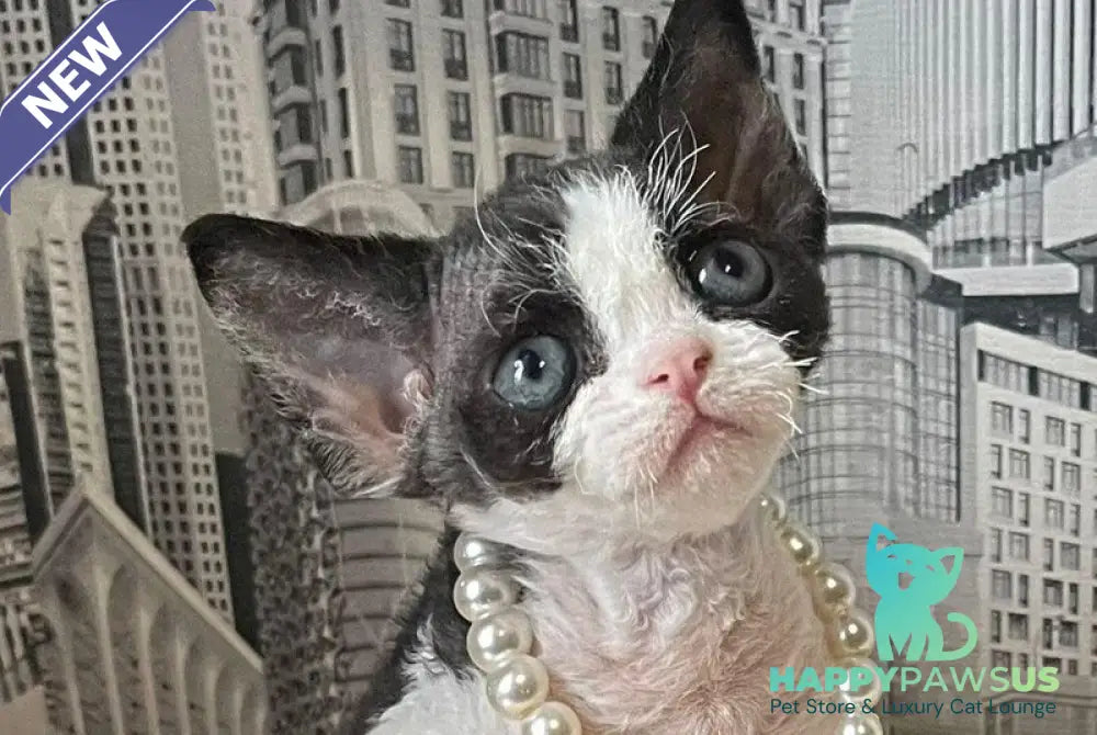 Mila Devon Rex female black bicolour - live animals