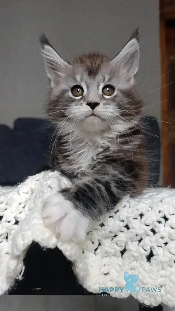 Mila Maine Coon female black silver tabby bicolour live animals