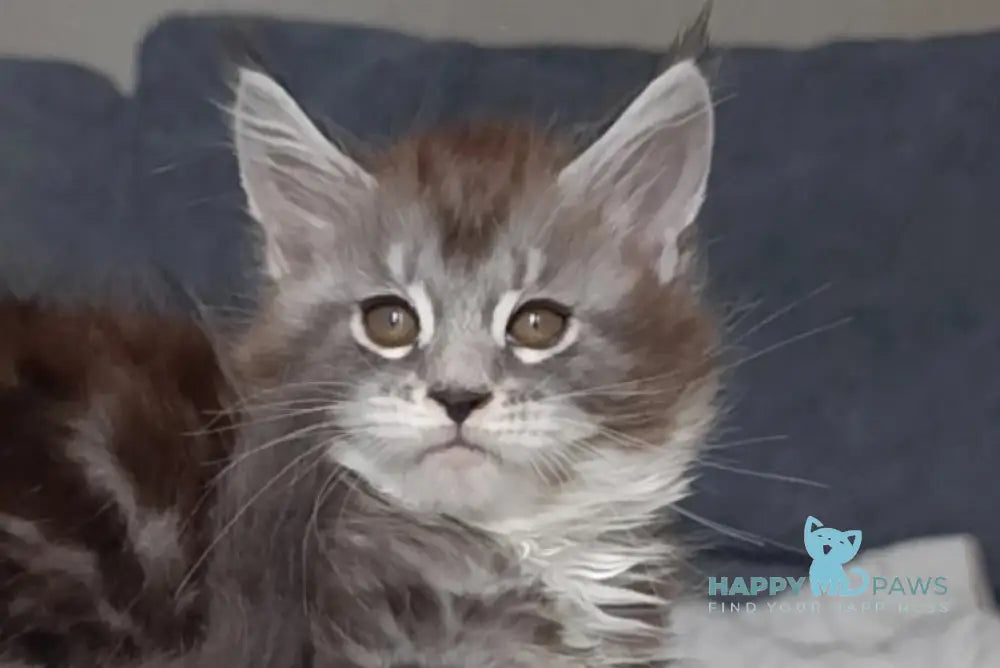 Mila Maine Coon female black silver tabby bicolour live animals