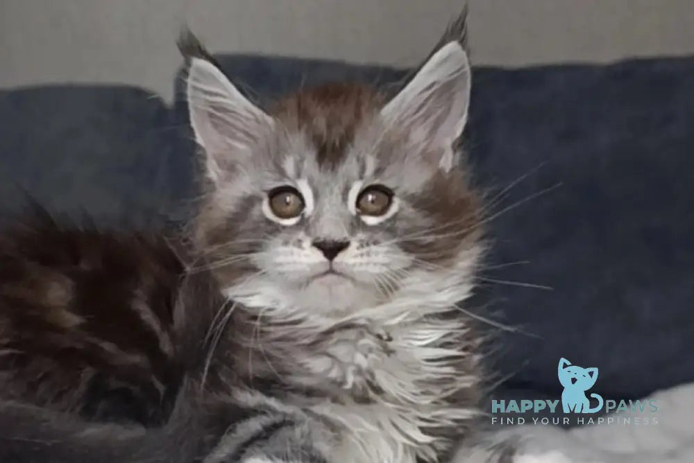 Mila Maine Coon female black silver tabby bicolour live animals