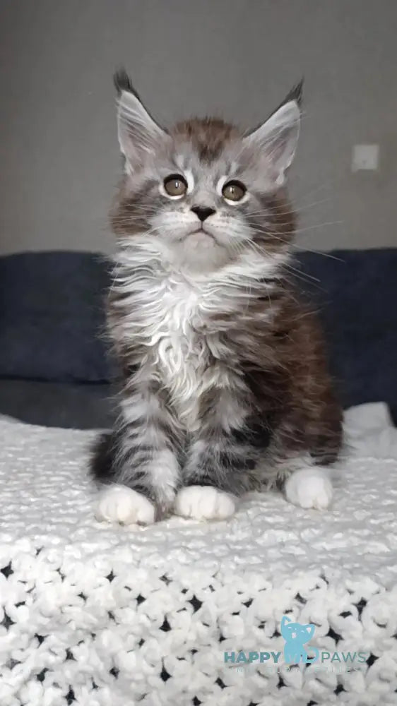 Mila Maine Coon female black silver tabby bicolour live animals