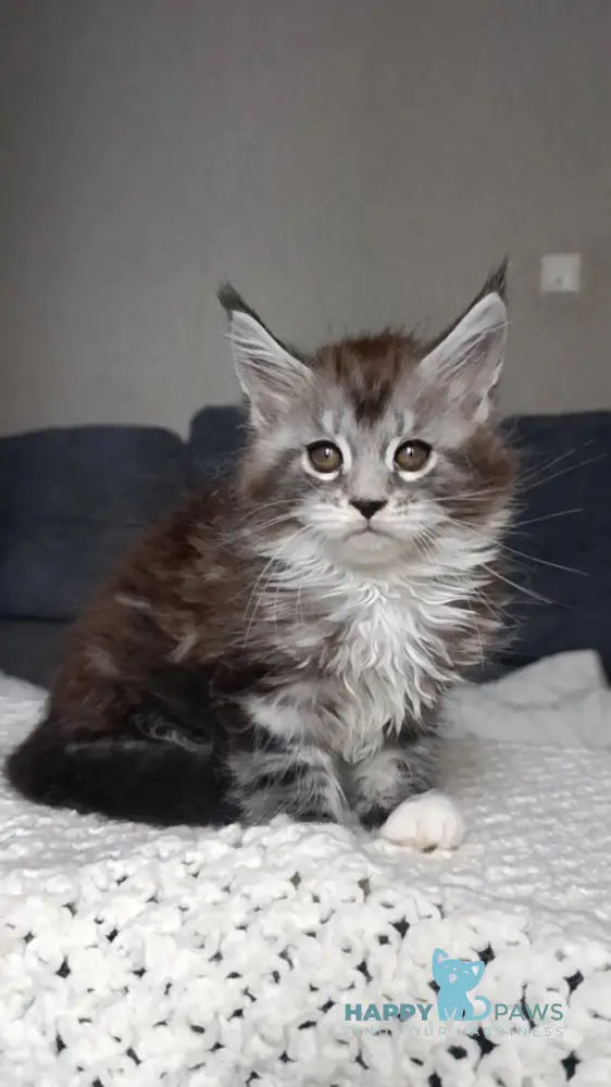 Mila Maine Coon female black silver tabby bicolour live animals