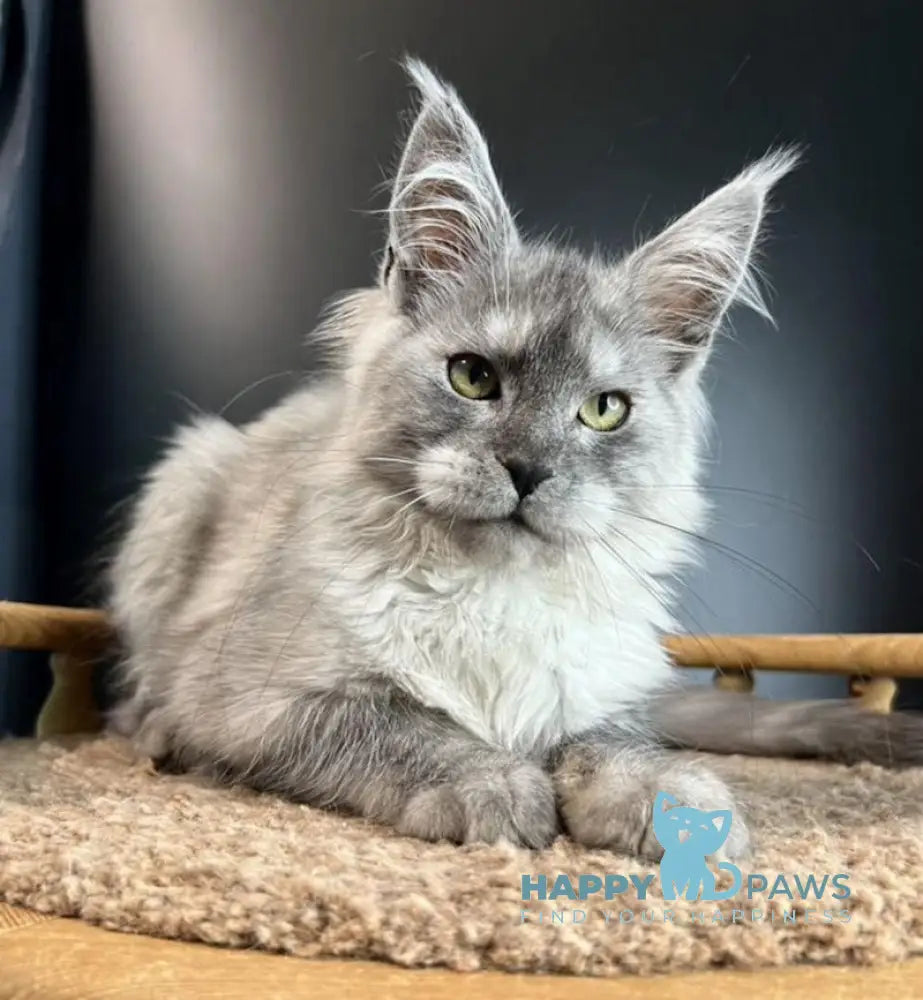 Mila Maine Coon female black smoke live animals