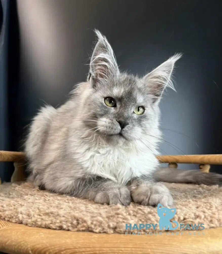 Mila Maine Coon female black smoke live animals