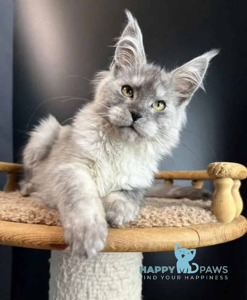 Mila Maine Coon female black smoke live animals