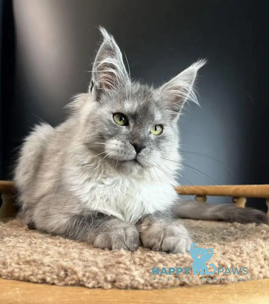 Mila Maine Coon female black smoke live animals