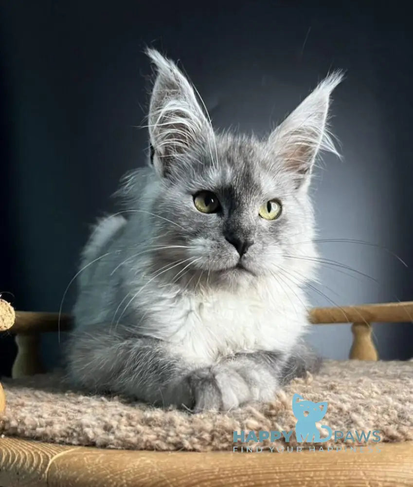 Mila Maine Coon female black smoke live animals