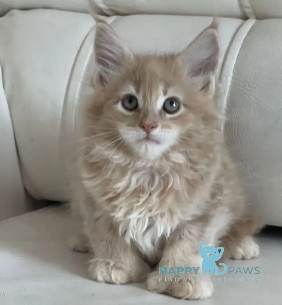 Mila Maine Coon female cream live animals