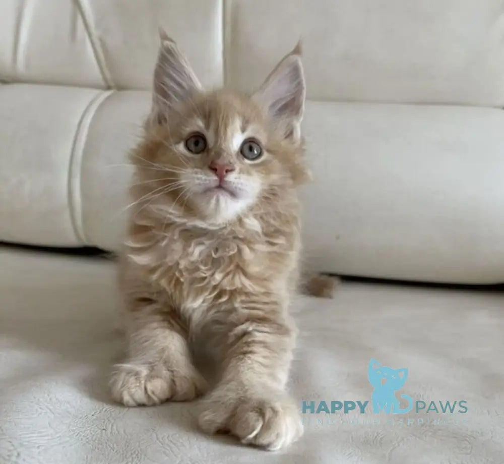 Mila Maine Coon female cream live animals