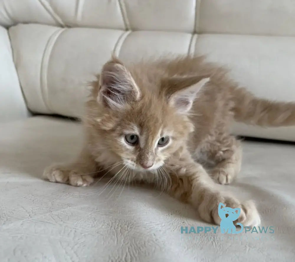 Mila Maine Coon female cream live animals