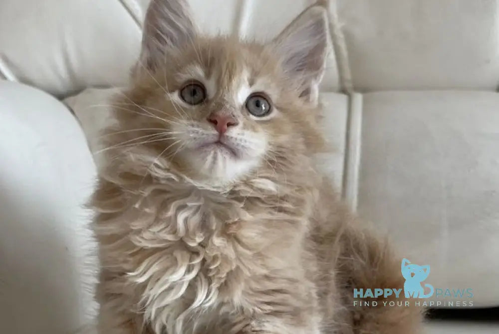 Mila Maine Coon female cream live animals