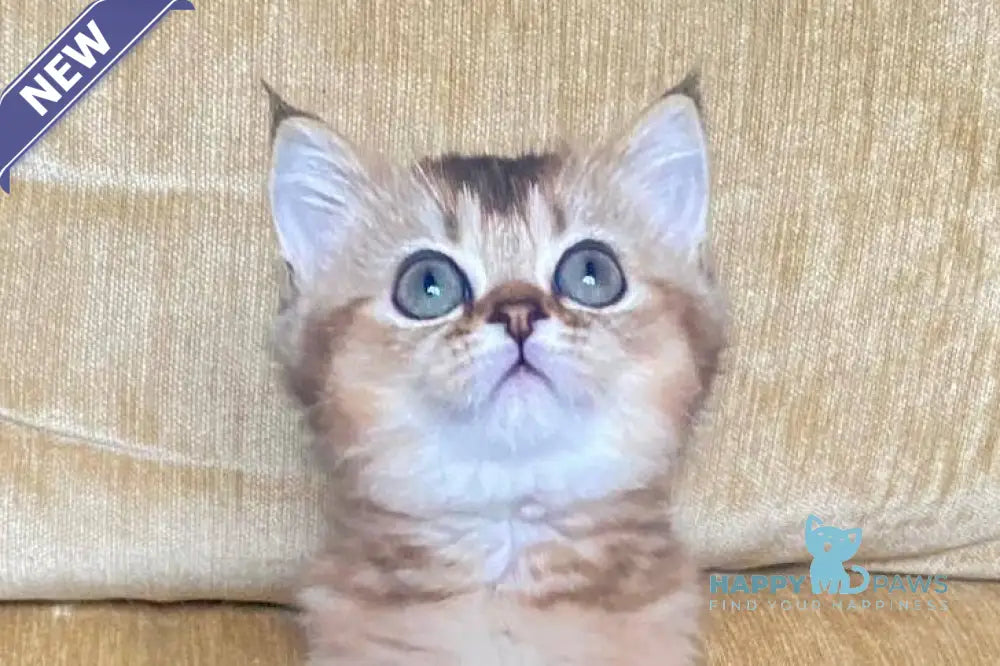 Мila Scottish Fold female black golden ticked tabby live animals