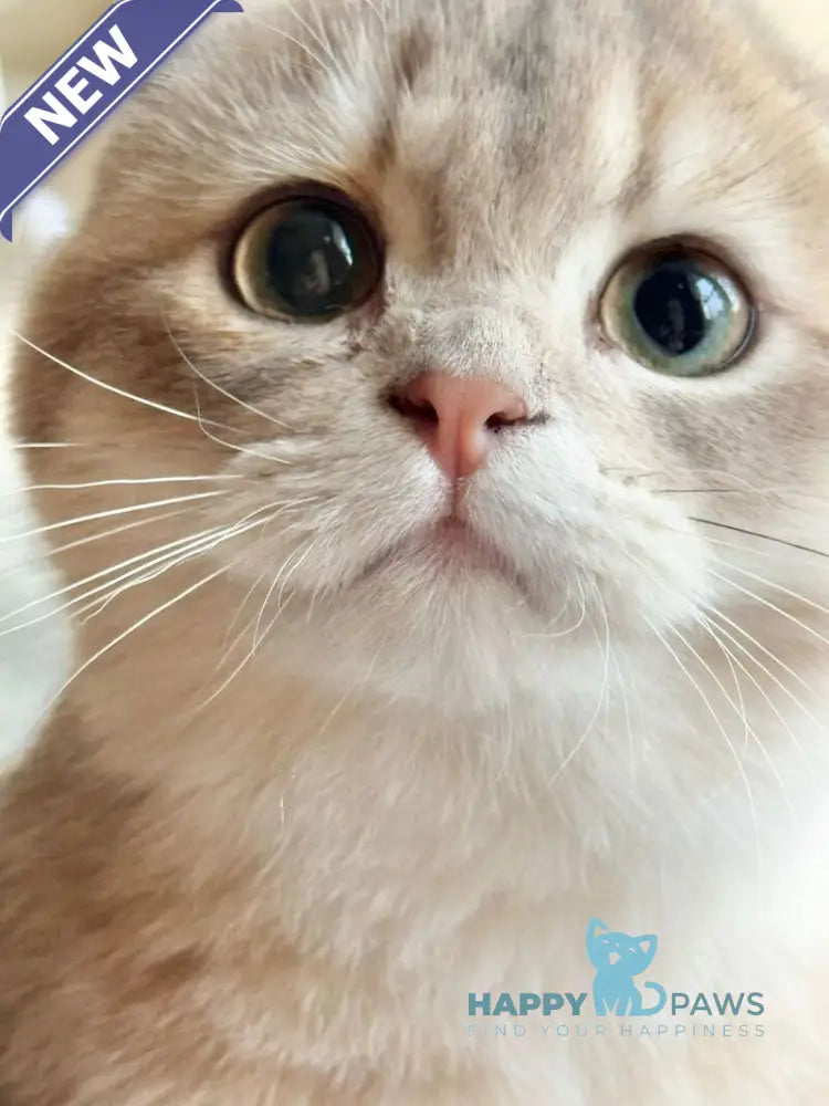 Mila Scottish Fold female blue golden shaded live animals